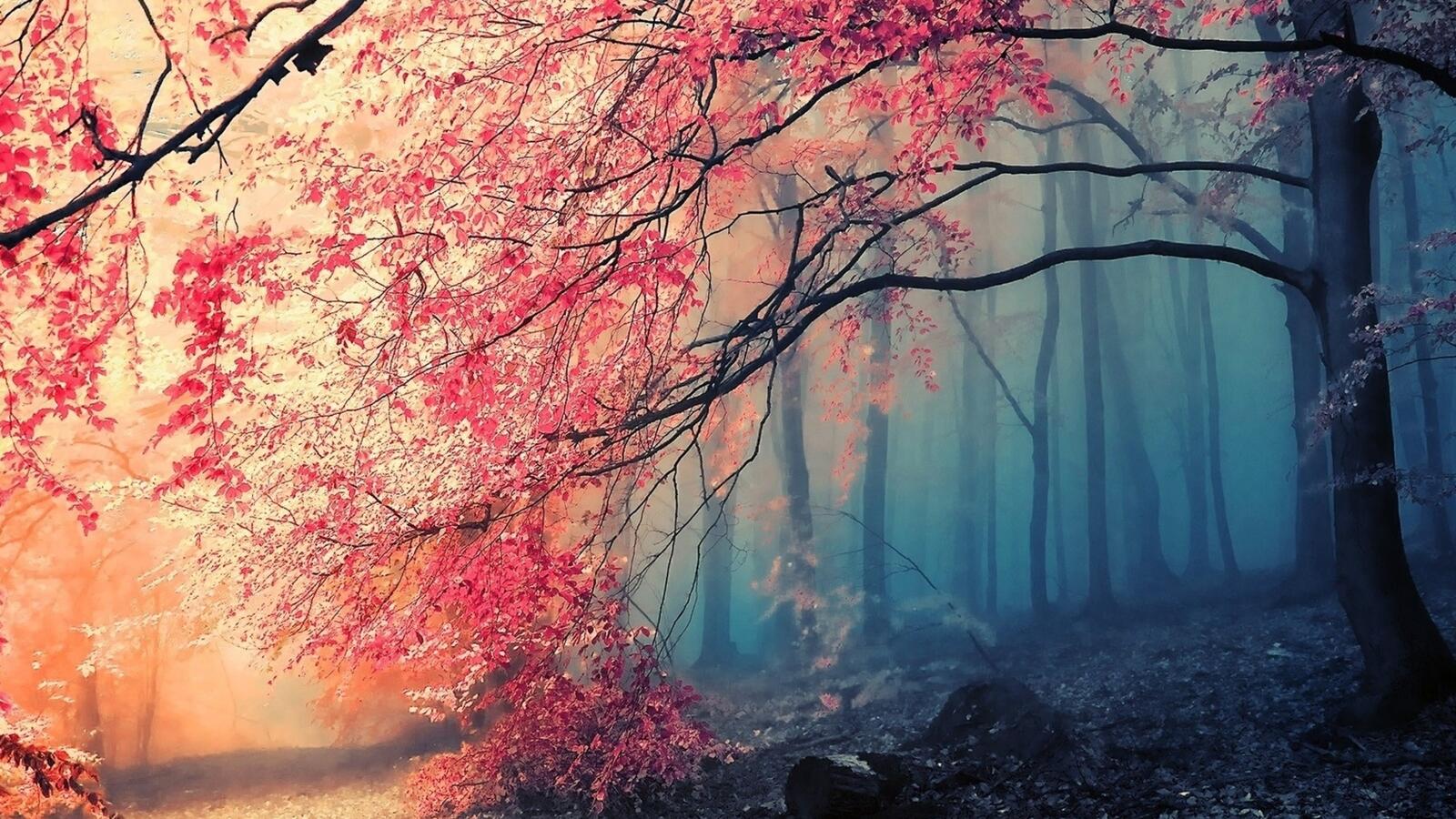 Обои мрачный лес осень художественно на рабочий стол