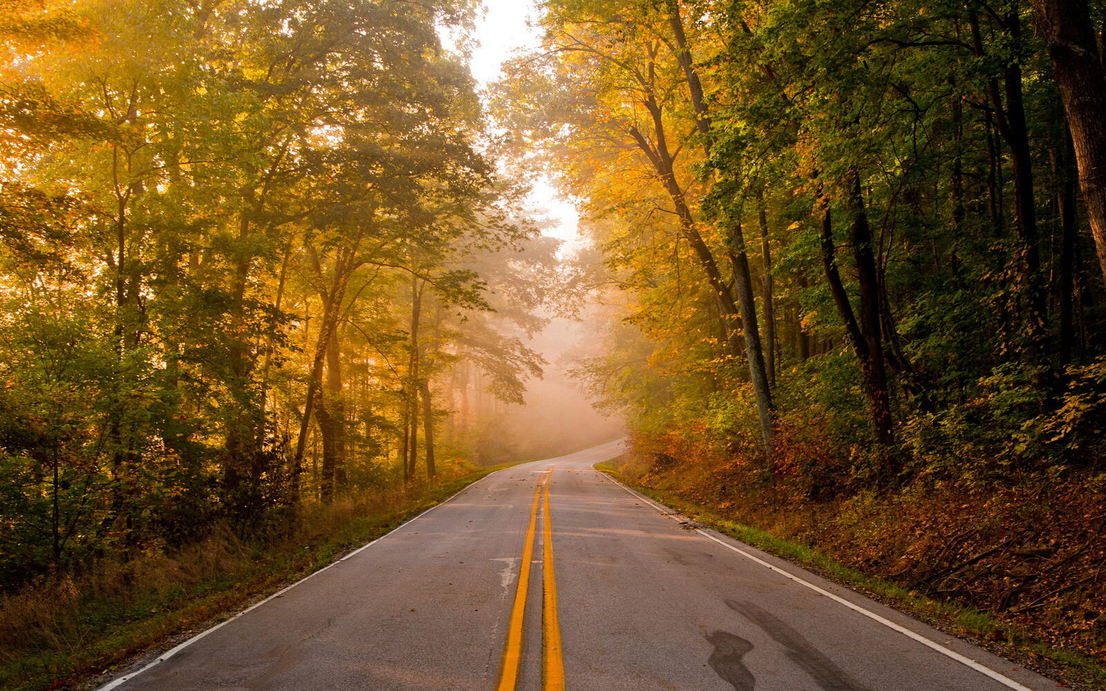 Wallpapers autumn roads forest on the desktop