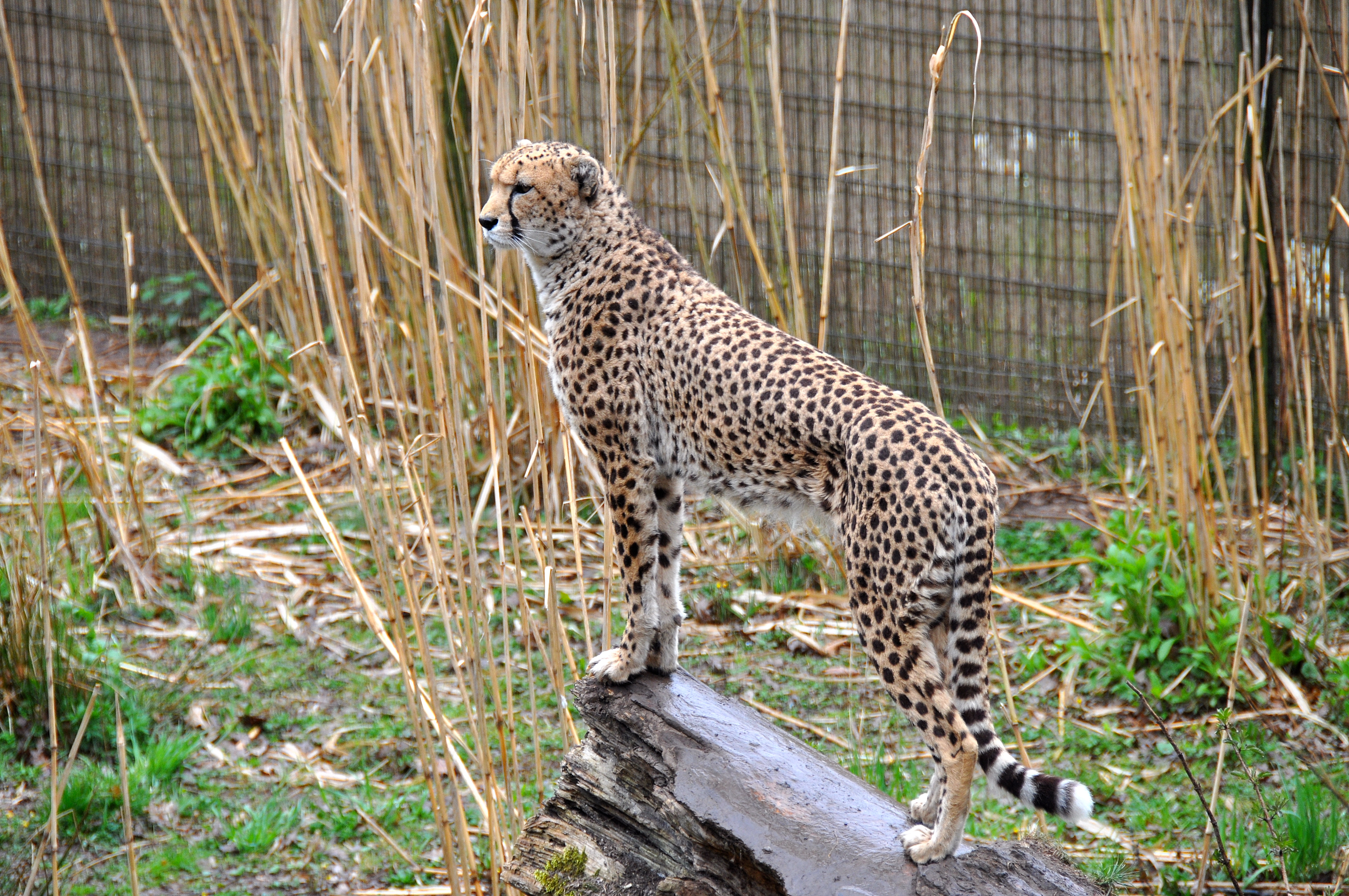 Обои Cheetah Chester Zoo England на рабочий стол