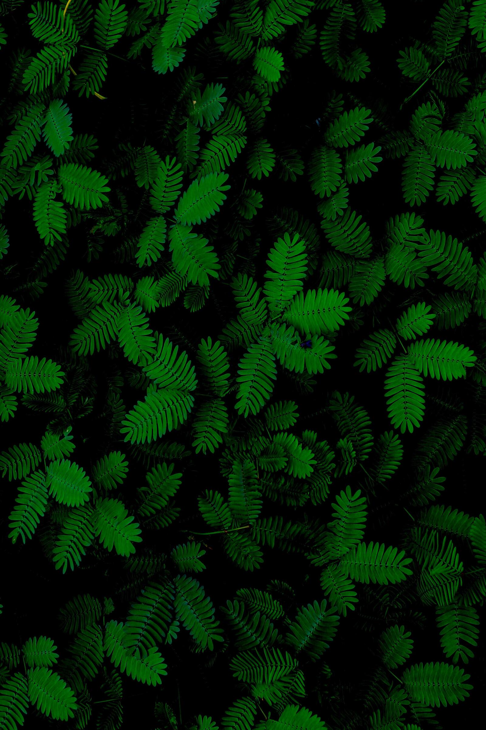 Бесплатное фото Необычные зеленые листья на природе