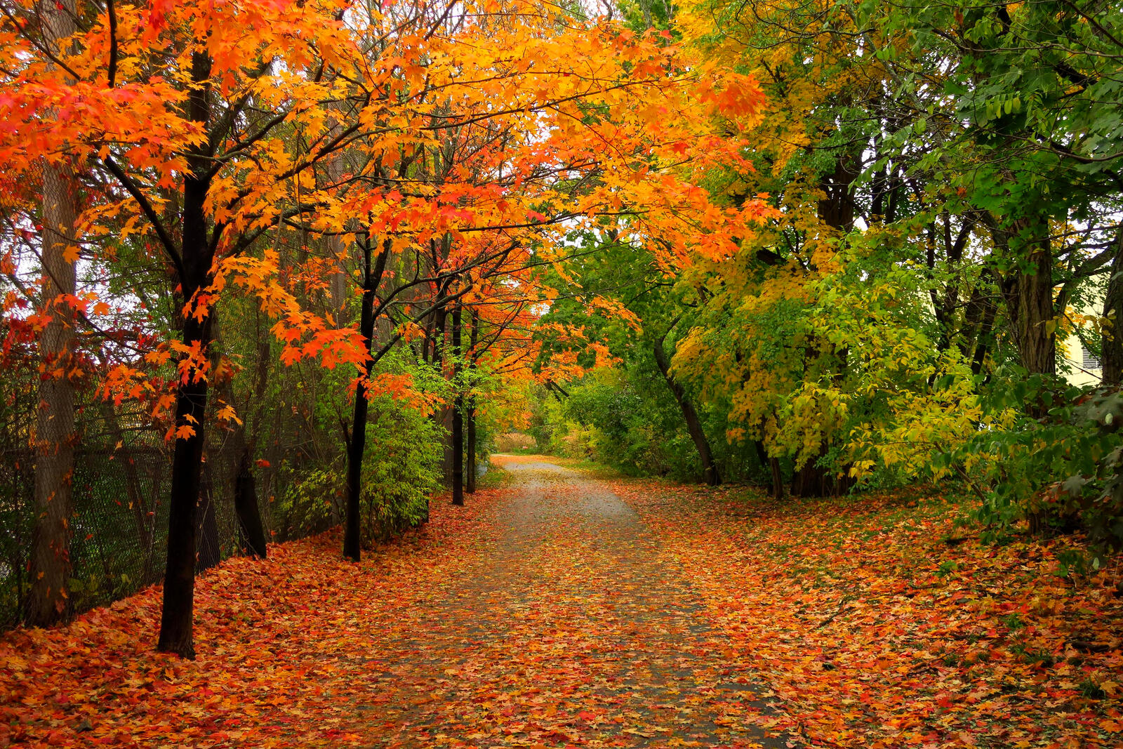 Обои Парк цвета осени осень на рабочий стол