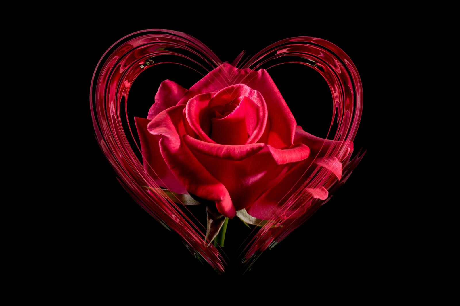 Обои сердце роза любовь на рабочий стол