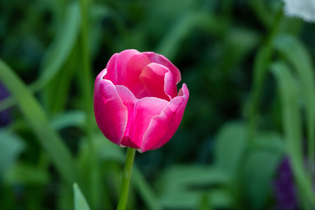 Цветок розовых тюльпанов
