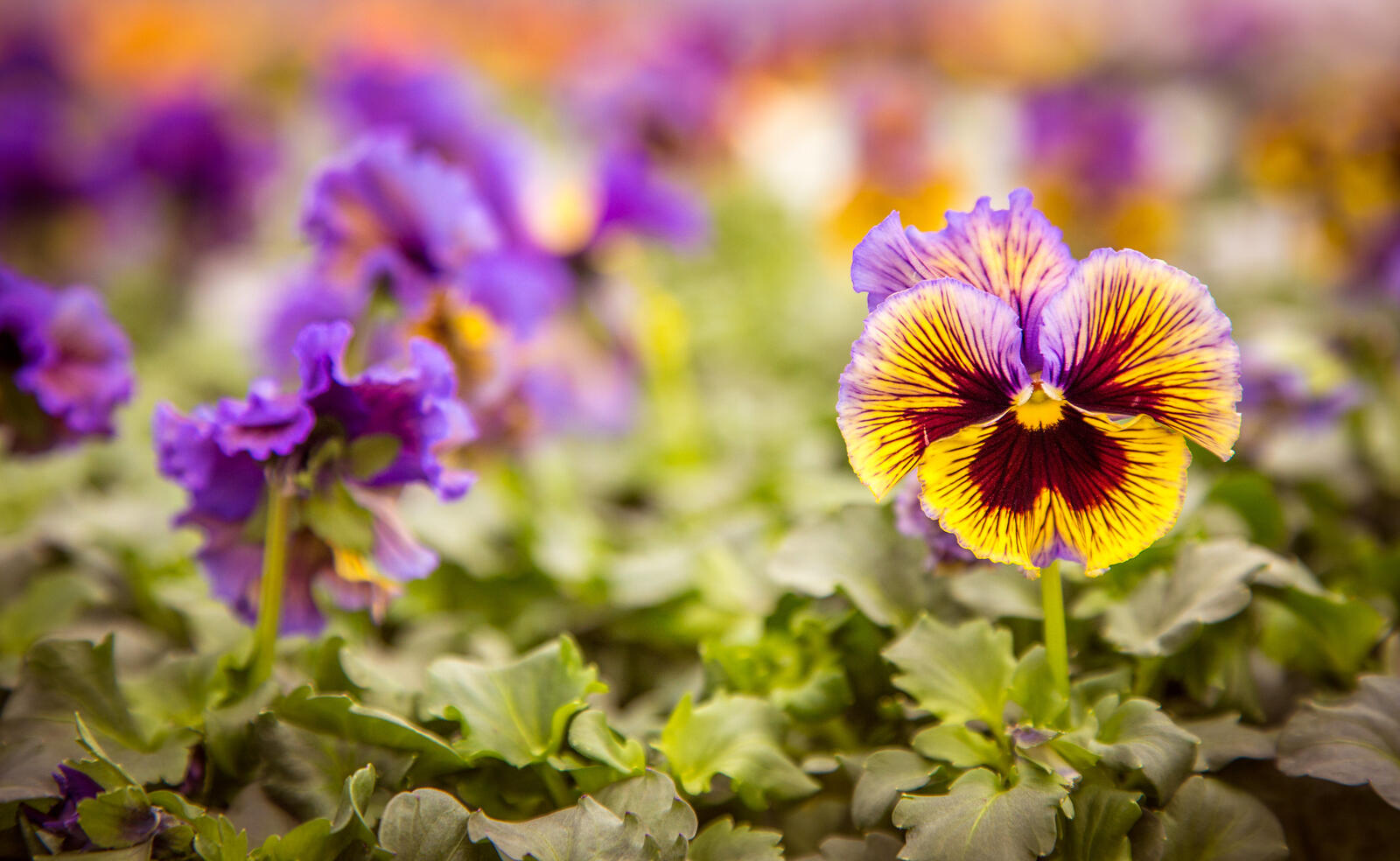 Wallpapers Viola a perennial herbaceous ornamental plants flowers on the desktop