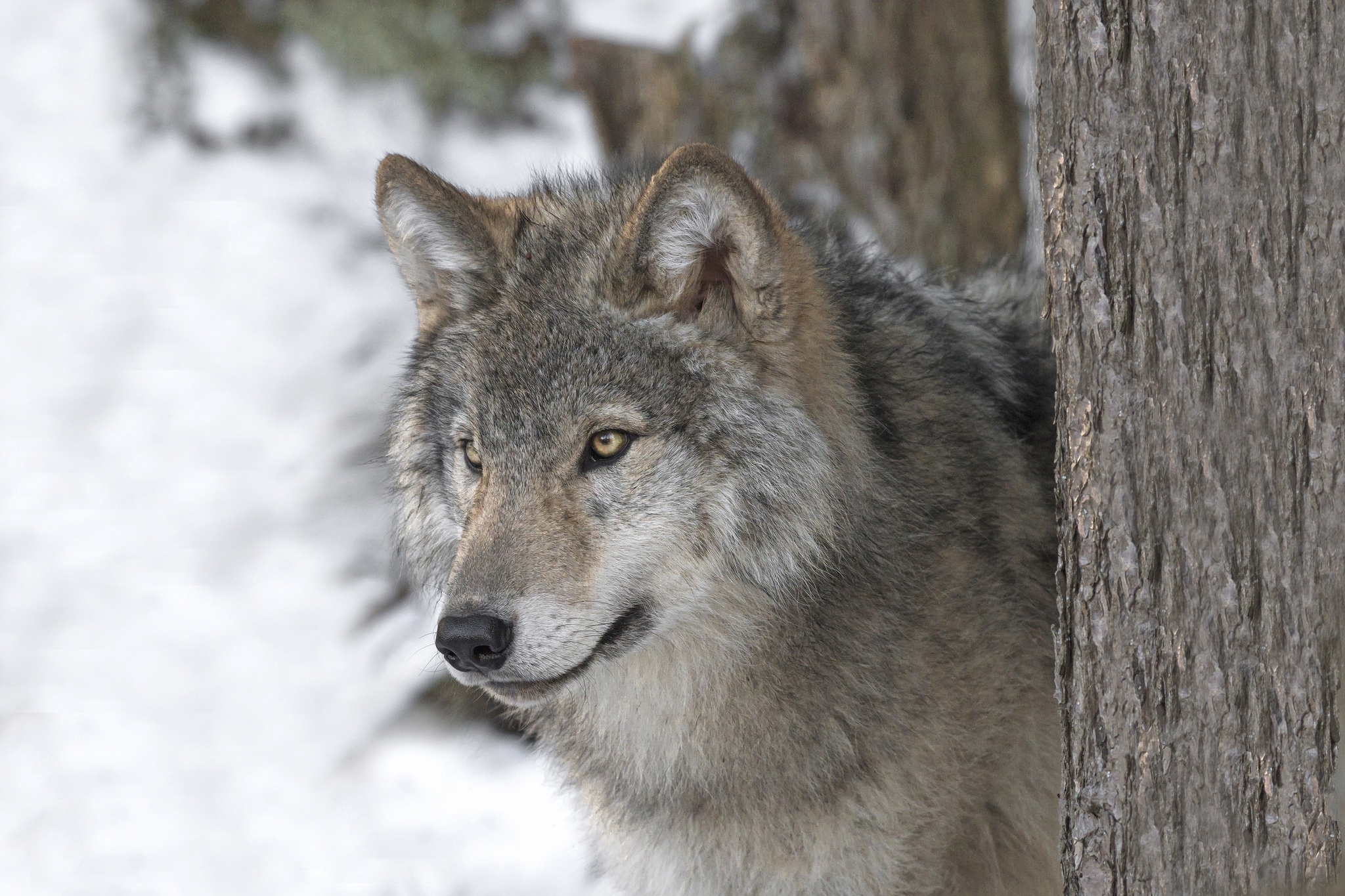 Фото бесплатно волк, величественный, хищник