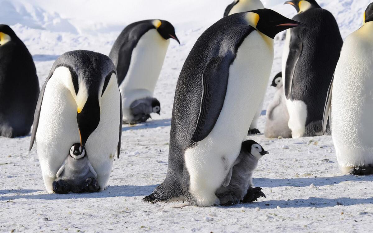 Пингвины с маленькими детьми стоят в группе