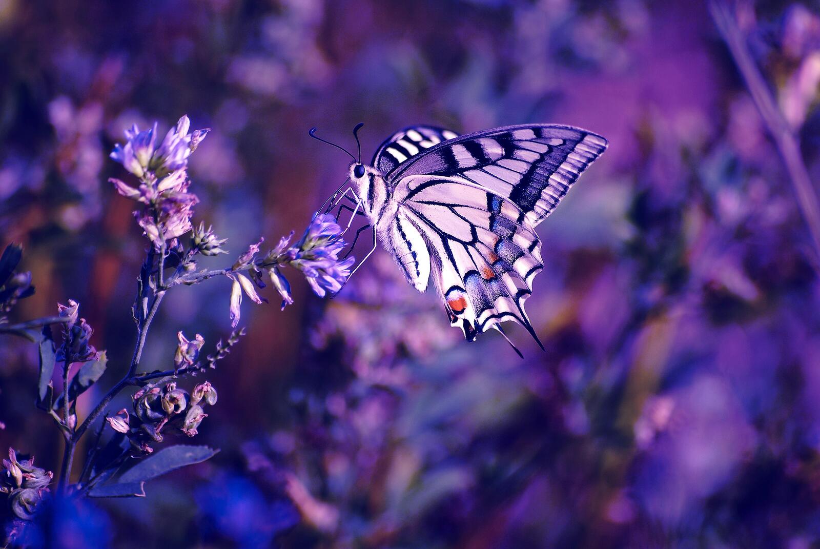 Обои Tiger Swallowtail Butterfly крупным планом бабочка на рабочий стол
