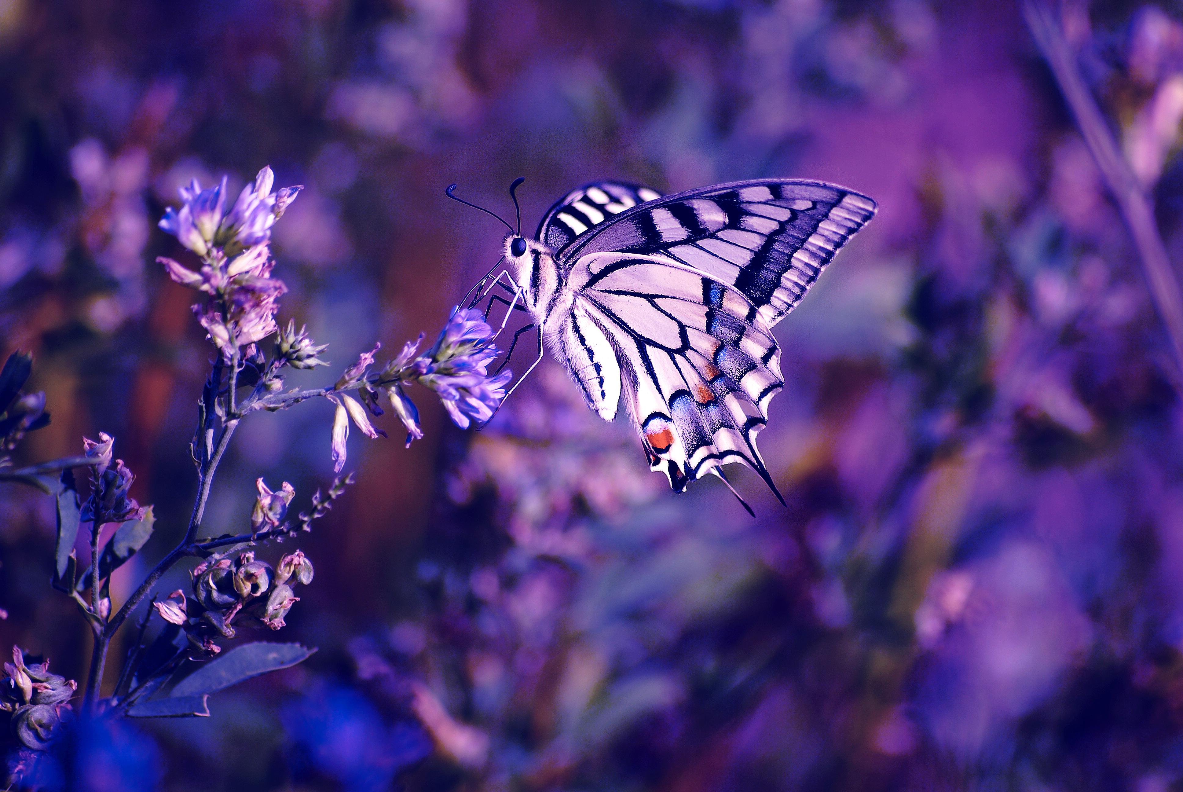 Фото бесплатно Tiger Swallowtail Butterfly, крупным планом, бабочка