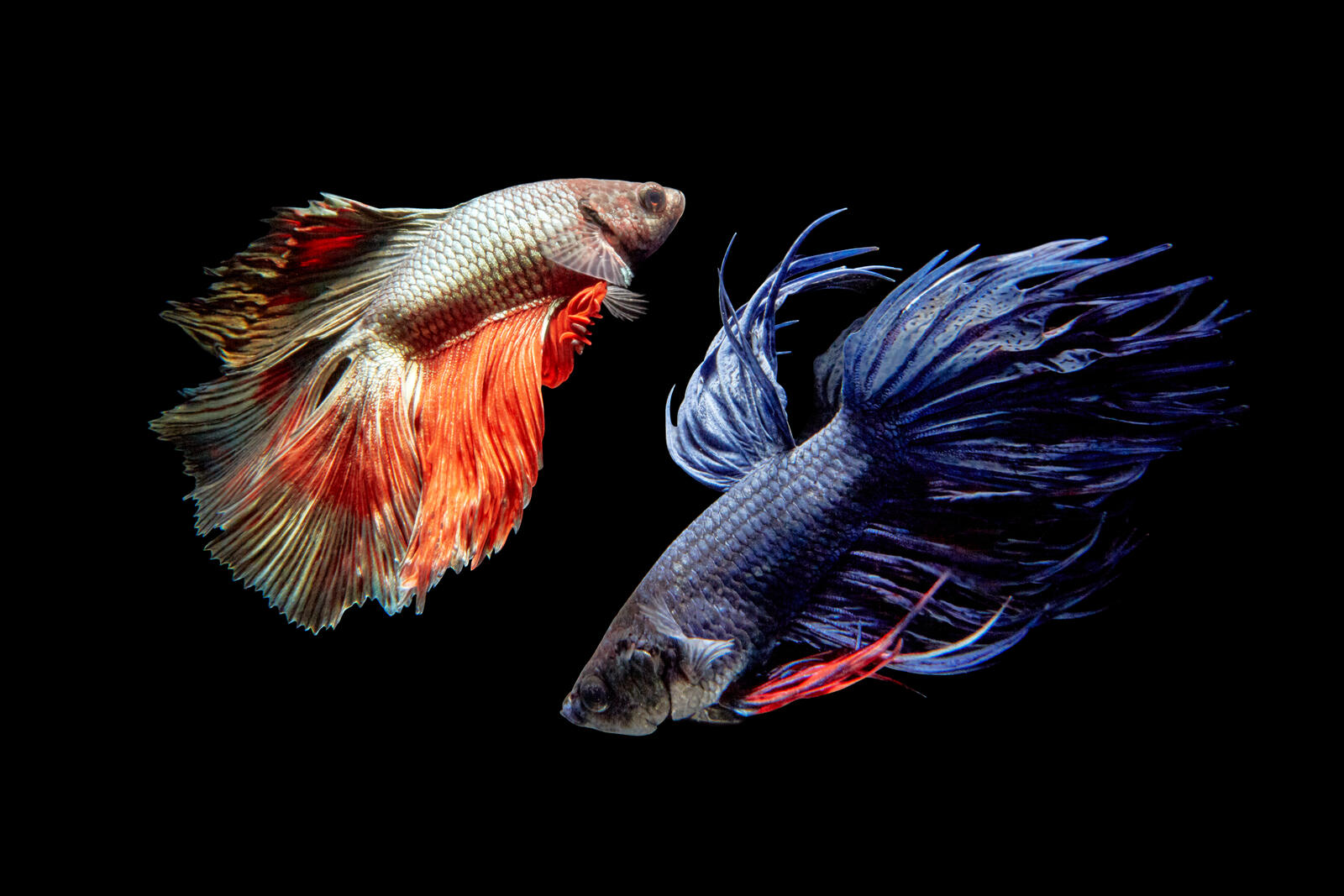 Обои Бойцовая рыбка Аквариумная рыбка петушок чёрный фон на рабочий стол