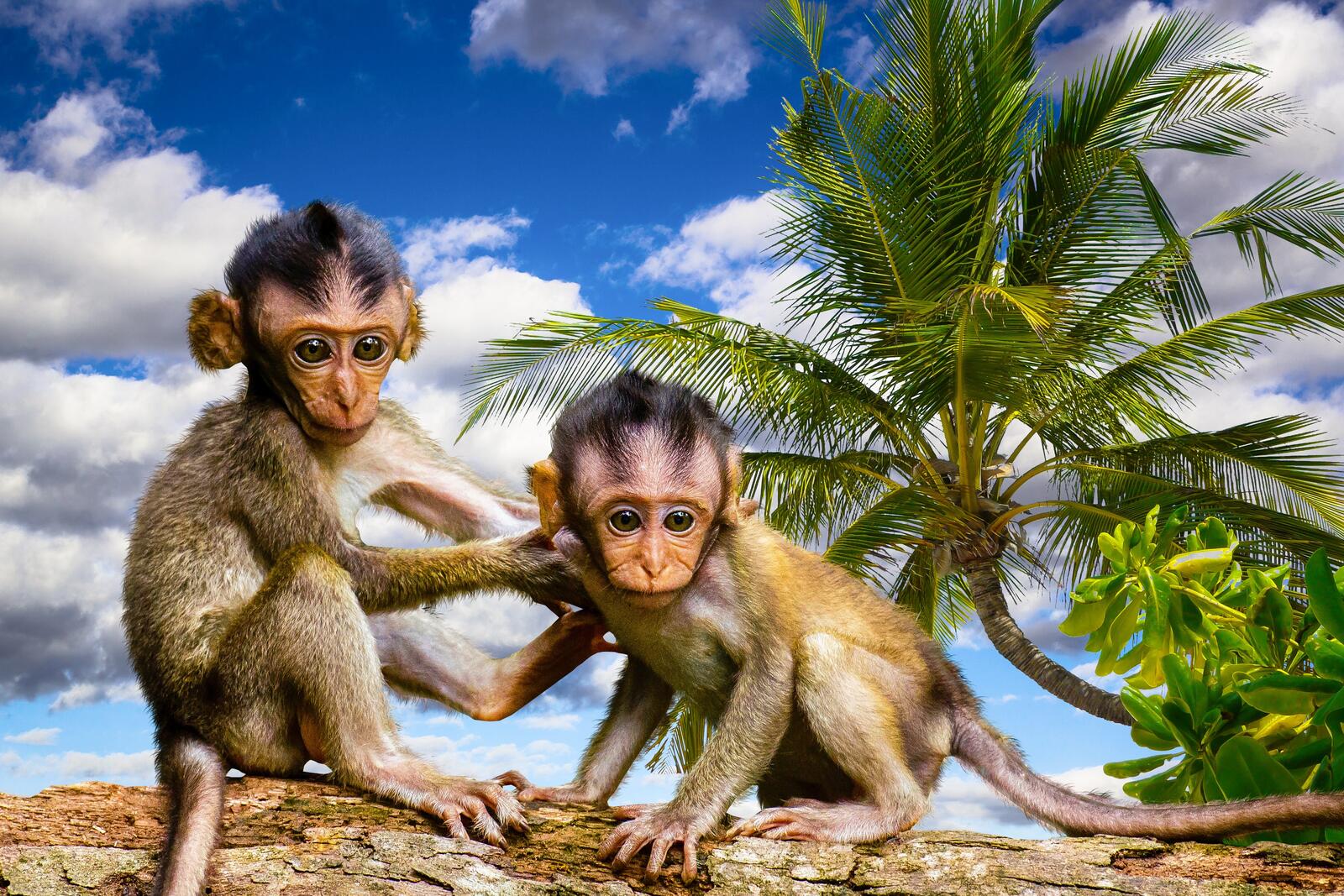 Обои обезьяны приматы мартышки на рабочий стол