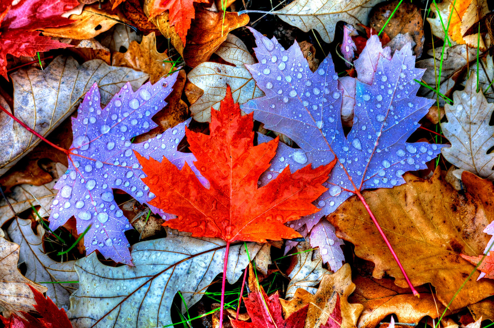 Wallpapers autumn leaves autumn foliage on the desktop