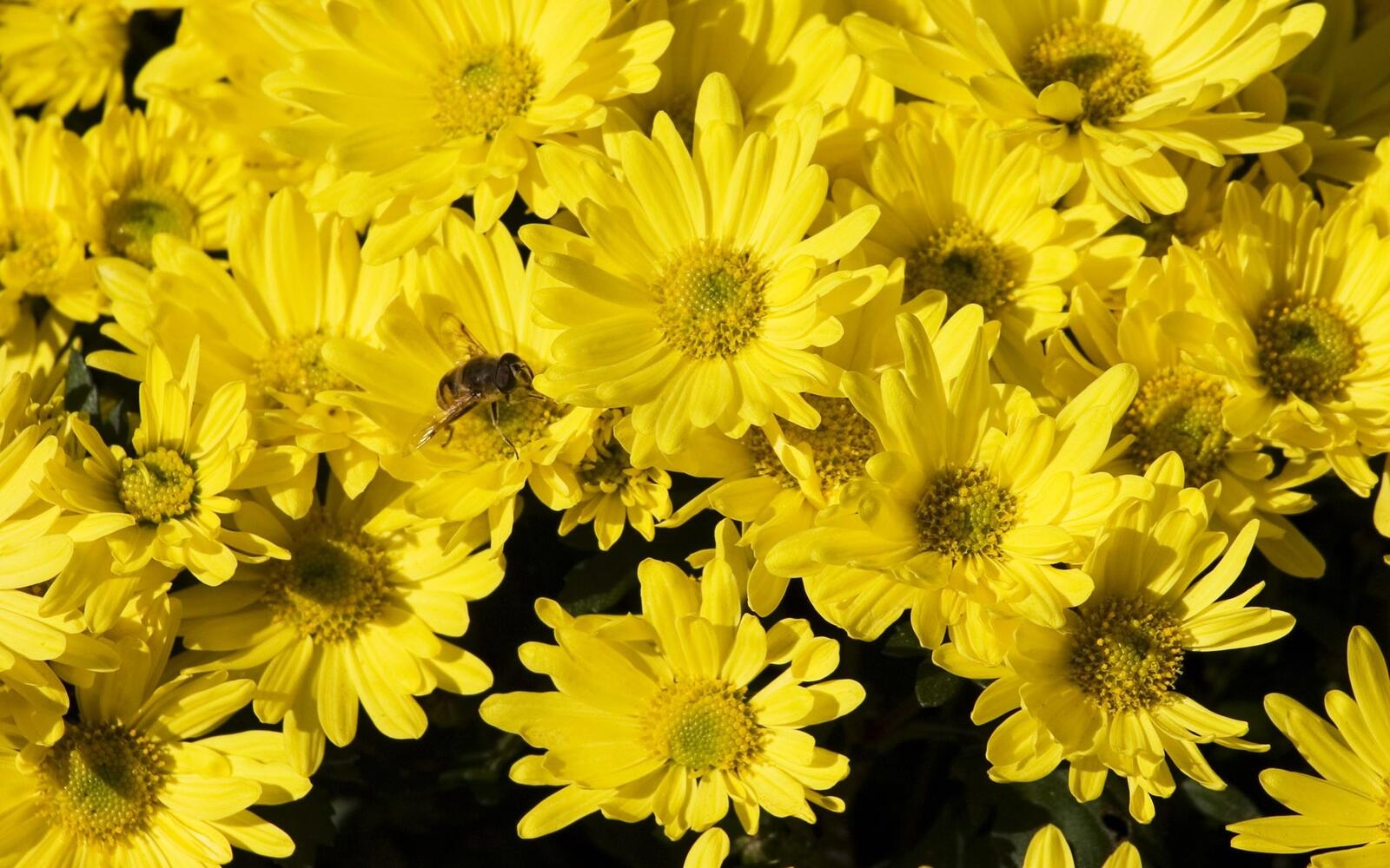 Wallpapers yellow flowers bee insect on the desktop