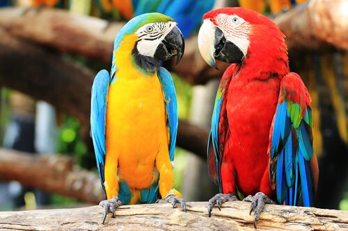 Two parrots Ara