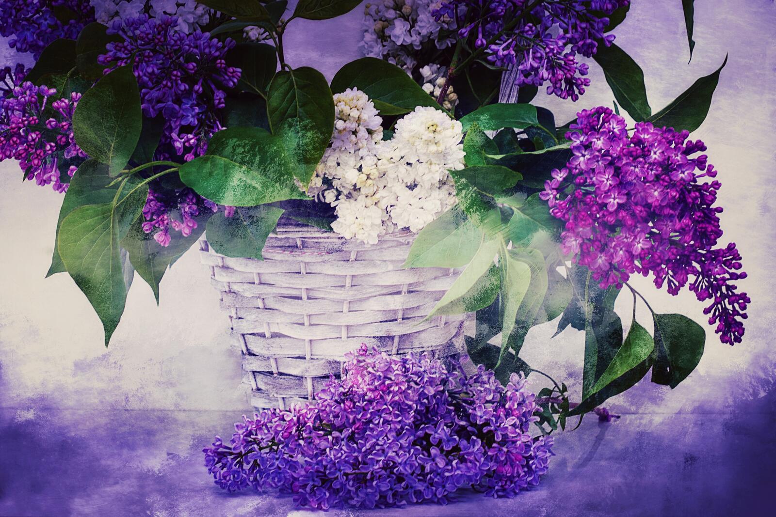 桌面上的壁纸植物群 紫花 淡紫色