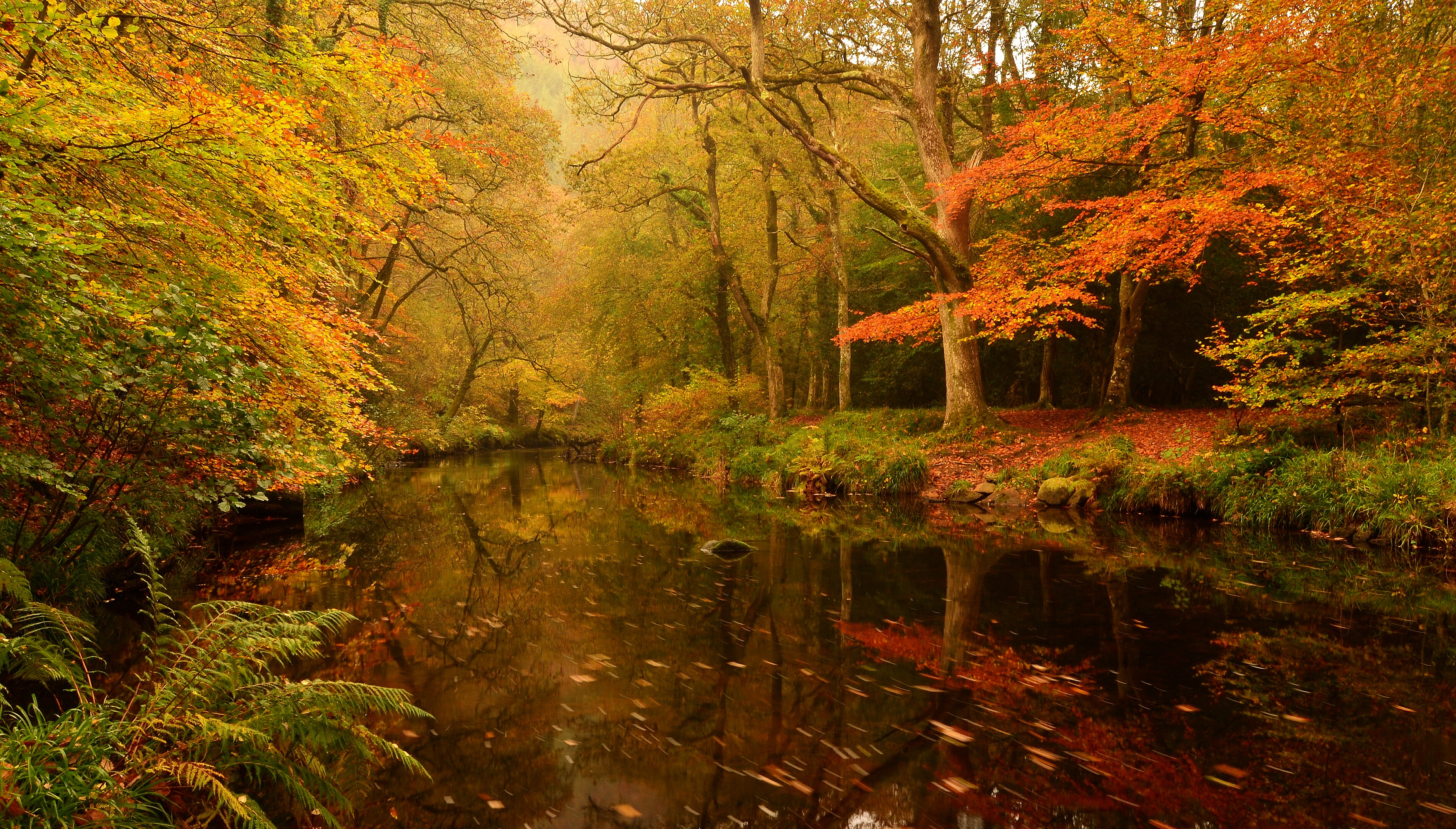 桌面上的壁纸秋季 地貌 林中河流