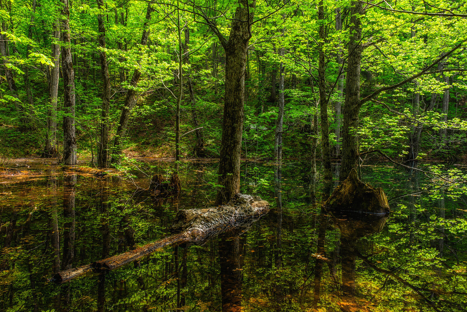 Wallpapers forest pond nature on the desktop