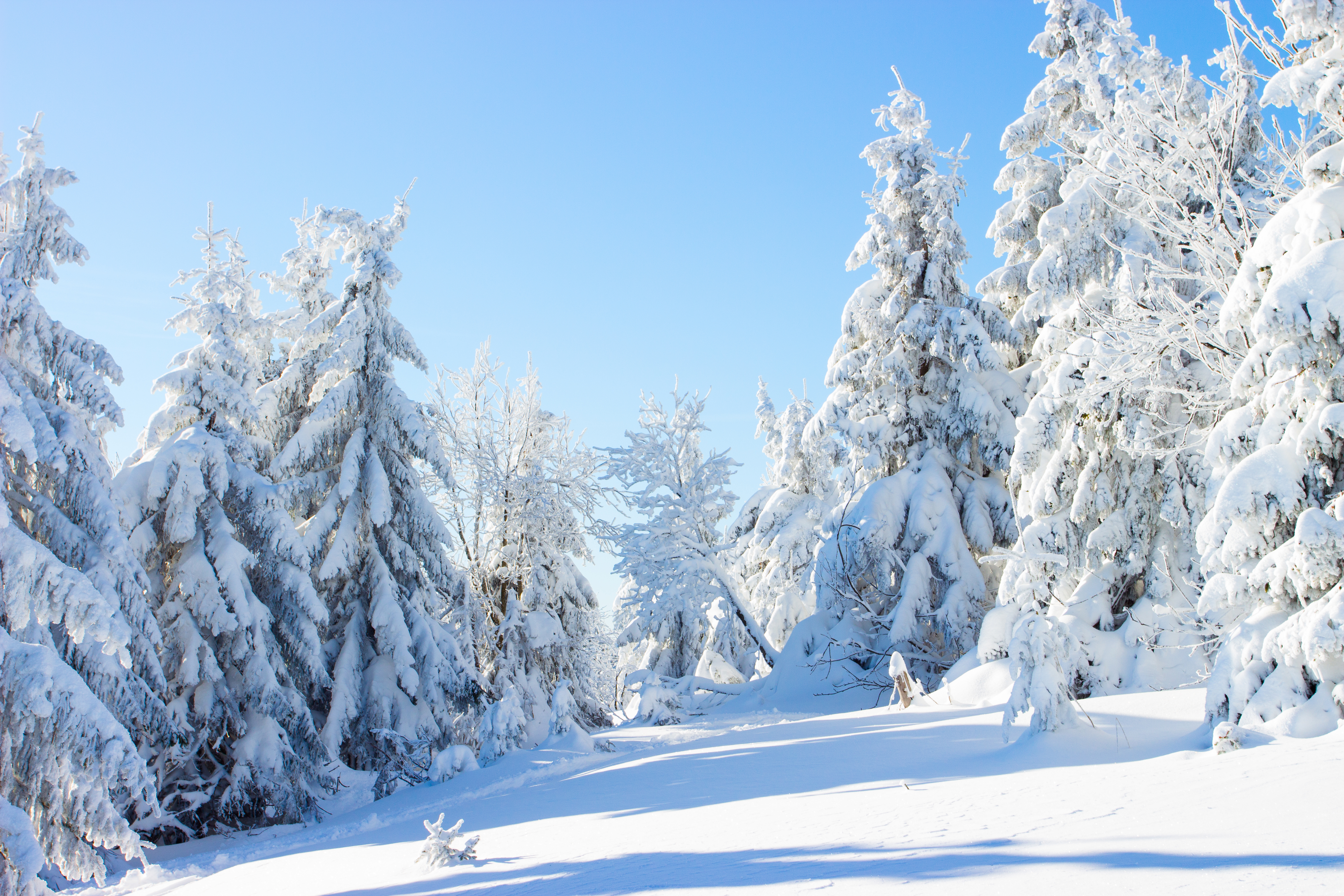 Фото бесплатно снег, снег на елках, снег на деревьях
