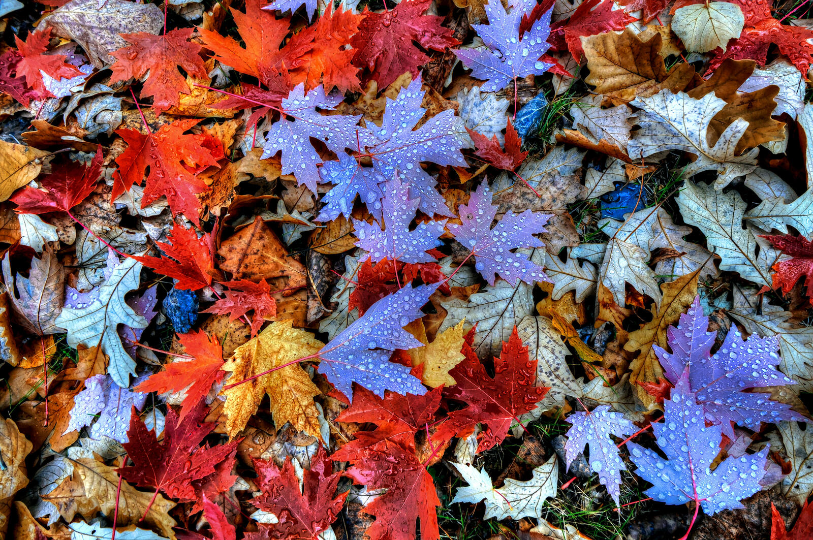 Обои осенняя листва осенние краски осень на рабочий стол