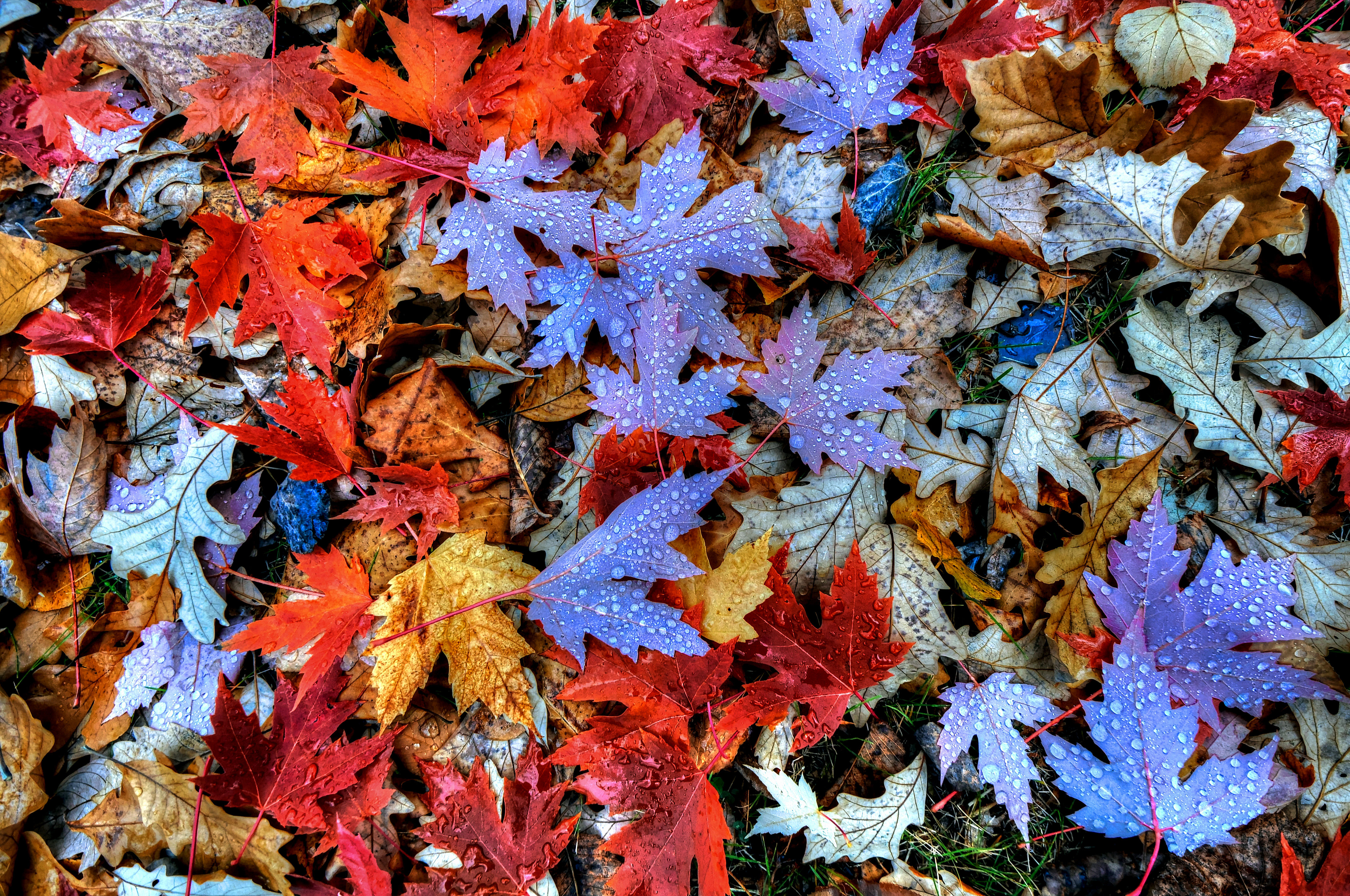 Фото бесплатно осенняя листва, осенние краски, осень