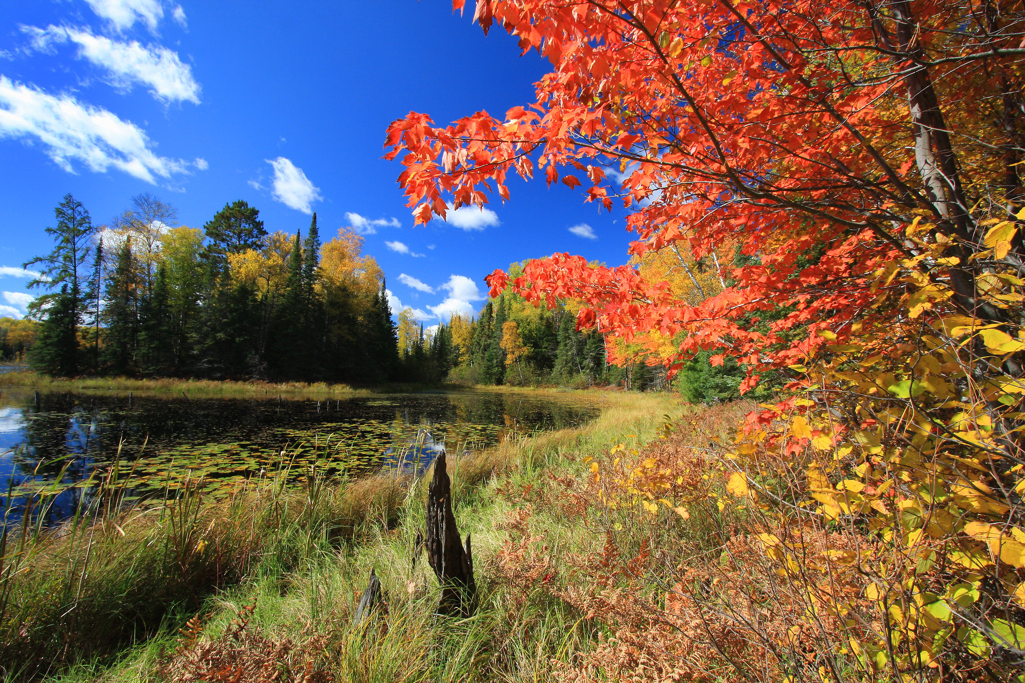 Wallpapers autumn colors lake forest on the desktop