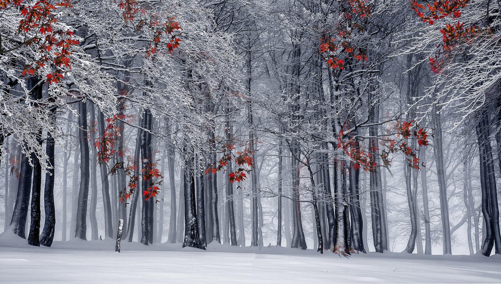 Бесплатное фото зимняя осень