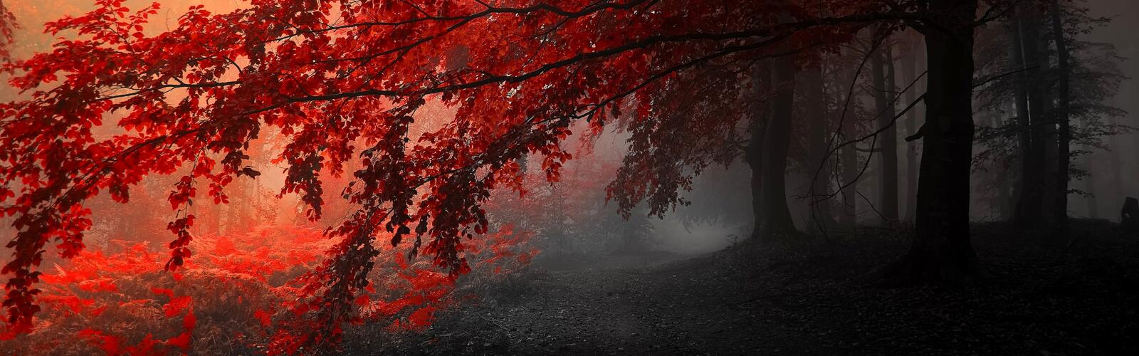 Free photo Red colours of autumn