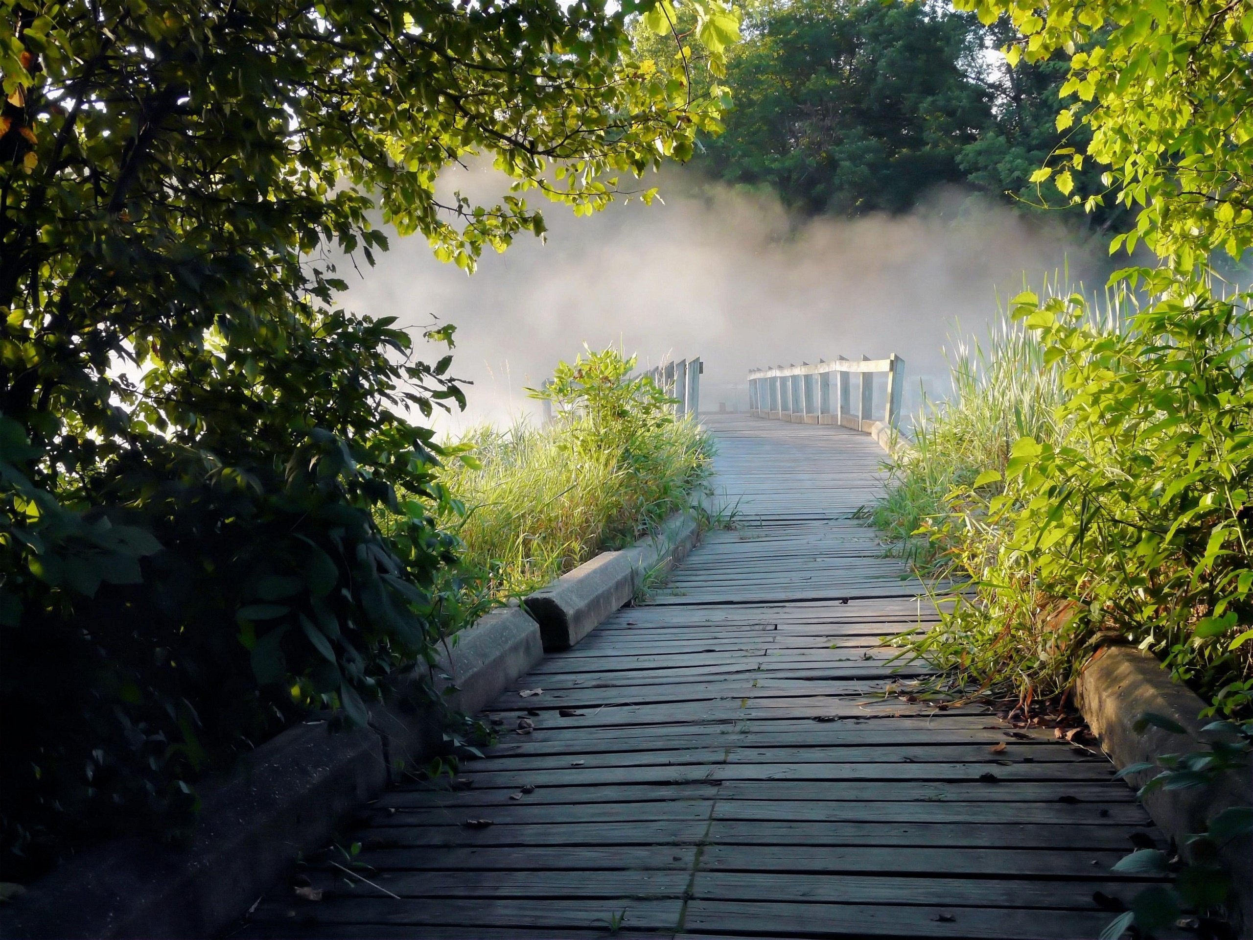 Фото бесплатно туман, мостик, ветви деревьев