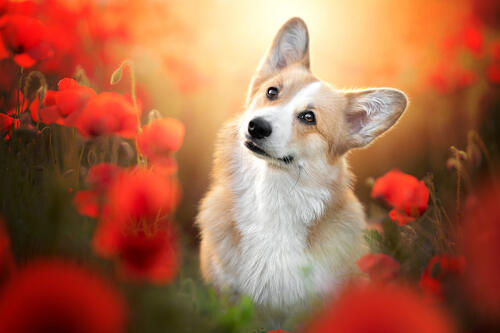 在罂粟花中炫耀的狗