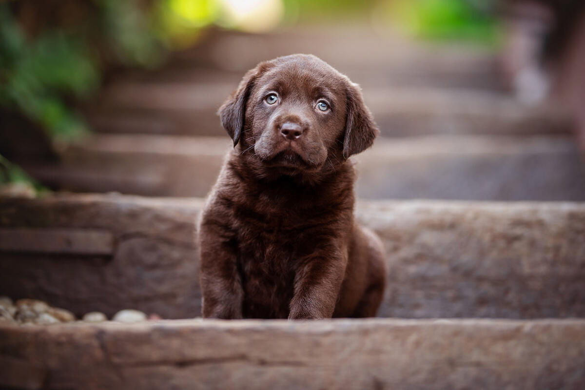 Puppy on the steps
