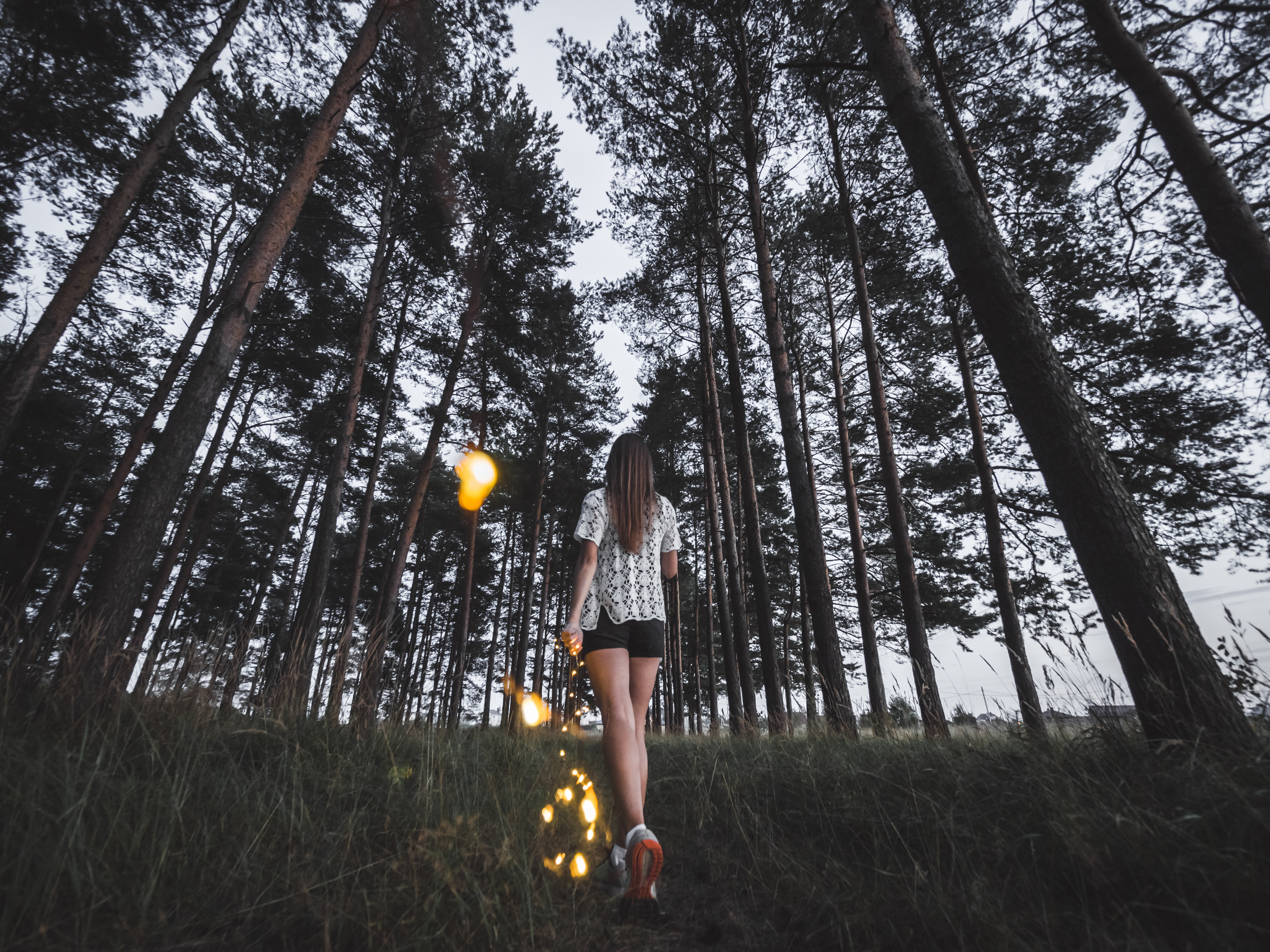 Photo free lass, forest, trees