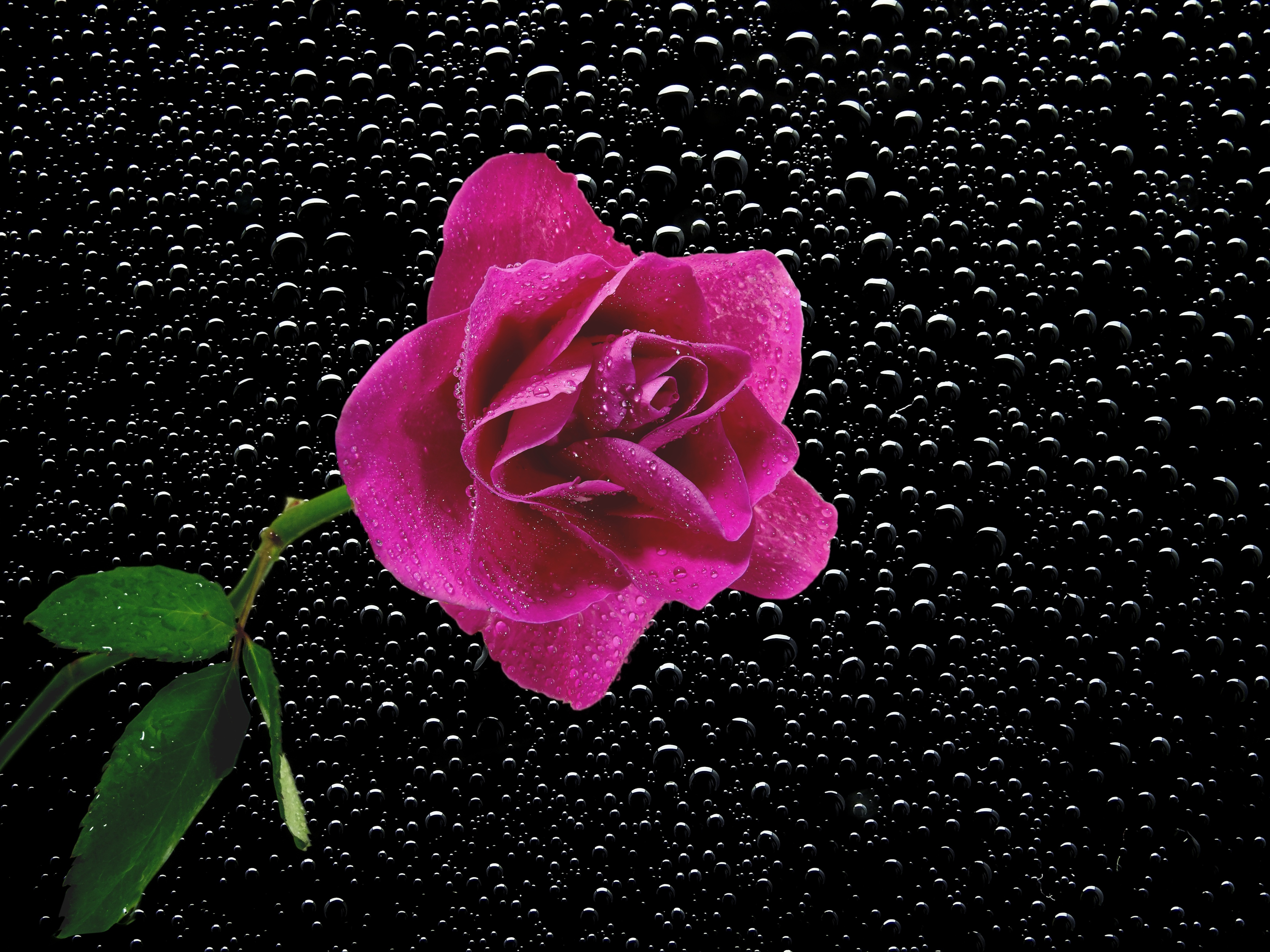 Фото бесплатно цветочная композиция, розовый бутон, флора