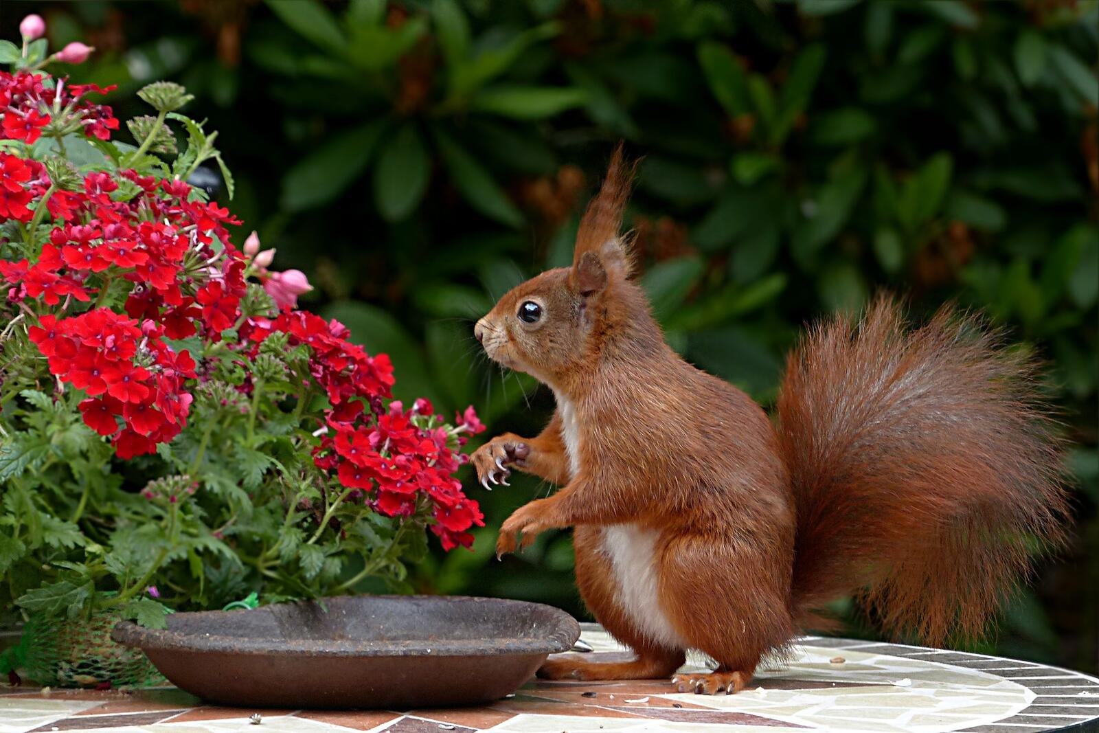 Wallpapers squirrel red flowers rodent on the desktop