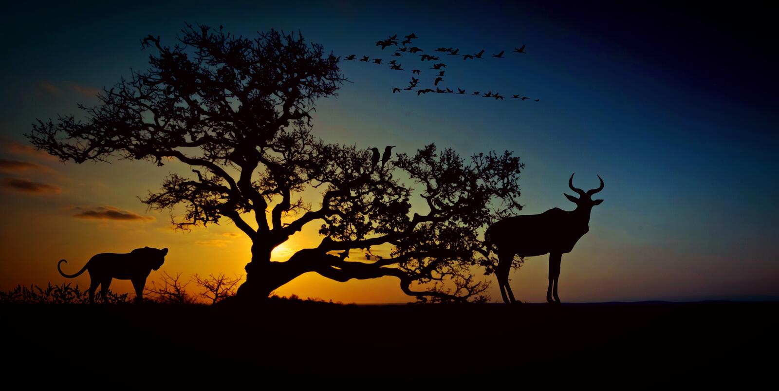 Wallpapers Africa wildlife desert on the desktop