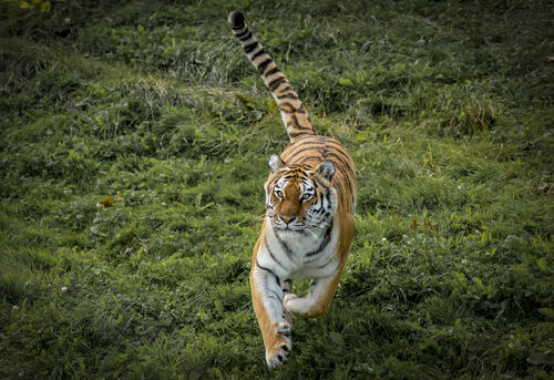 Background animal, Amur tiger on the desktop