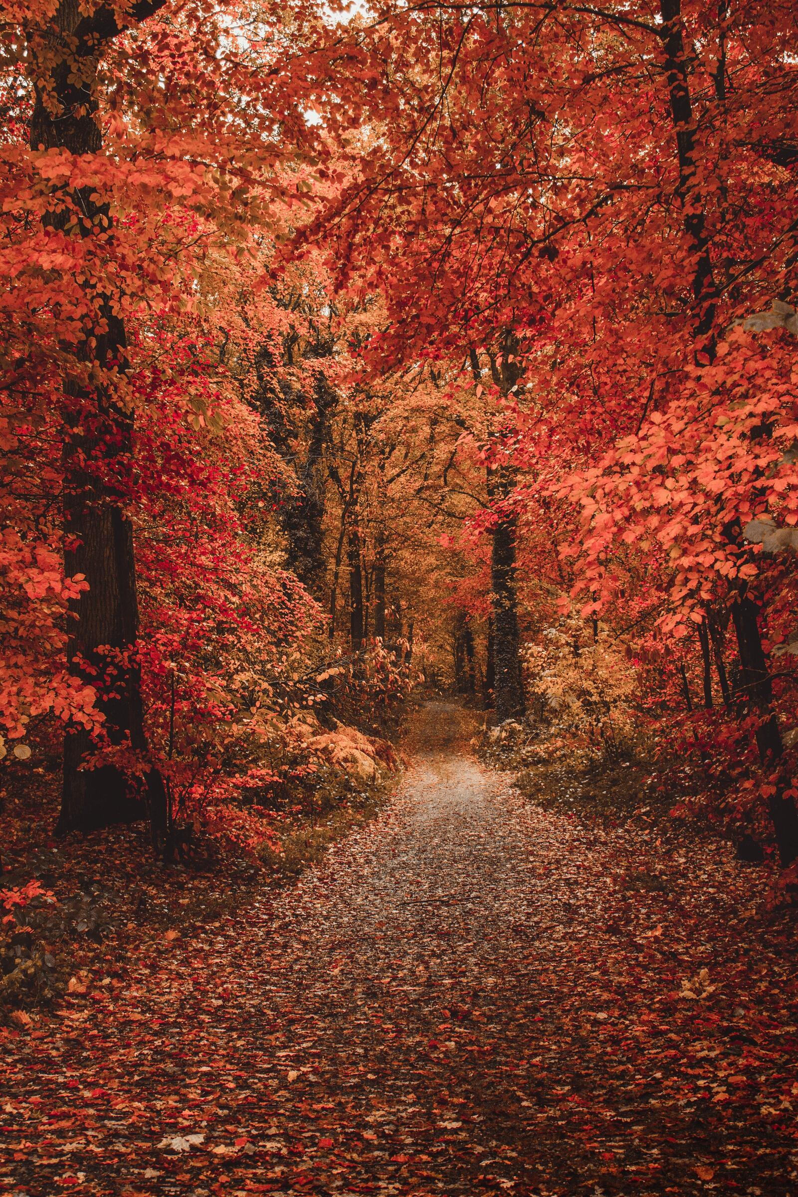 Wallpapers forest colorful leaves autumn on the desktop