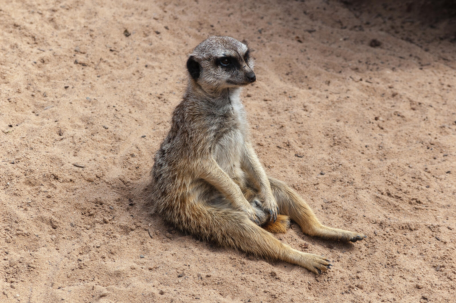 Обои meerkat сидит на песке на рабочий стол