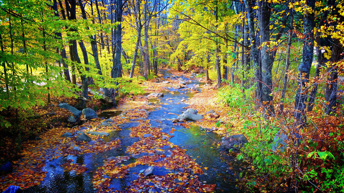 Осенний ручей усыпанный листьями