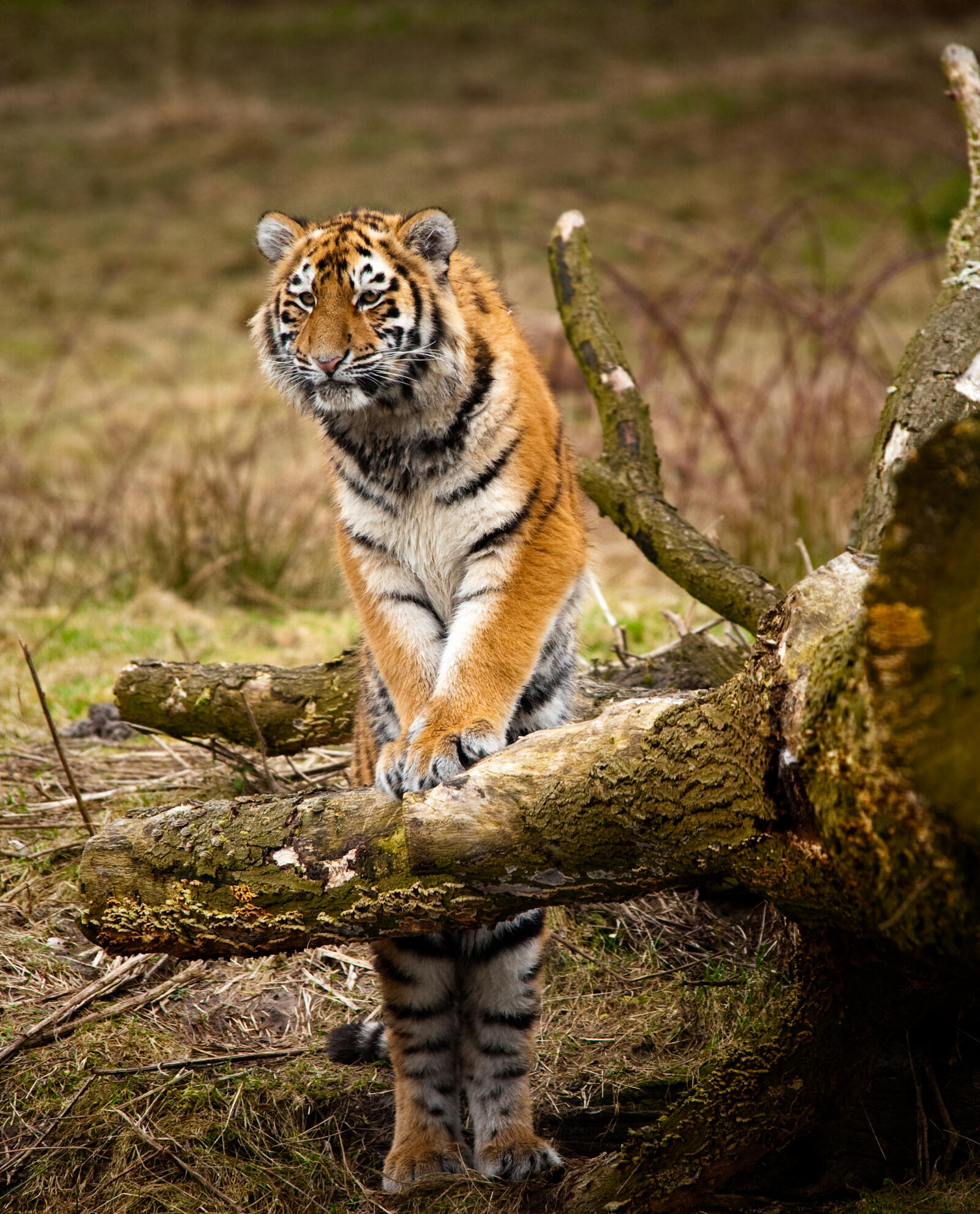 Бесплатное фото Тигр осматривает территорию