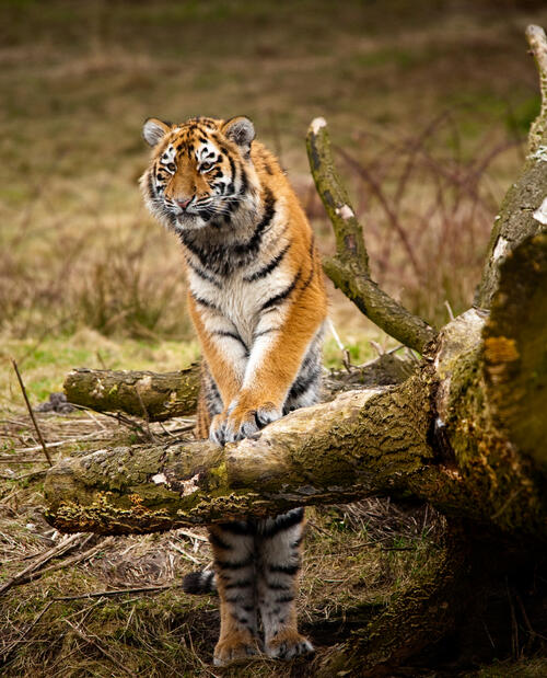 Тигр осматривает территорию