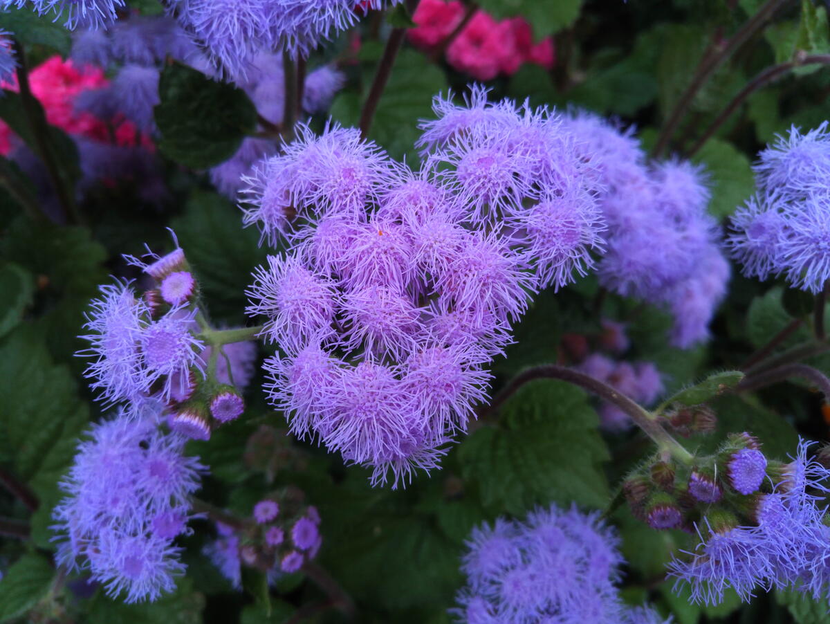 Фиолетовые цветы Агератум