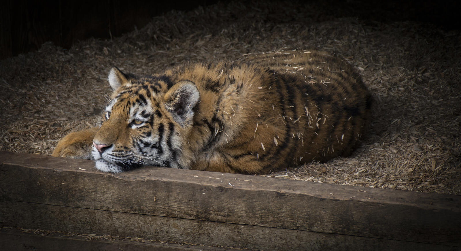 Wallpapers panthera tigris altaica big cat Amur tiger on the desktop