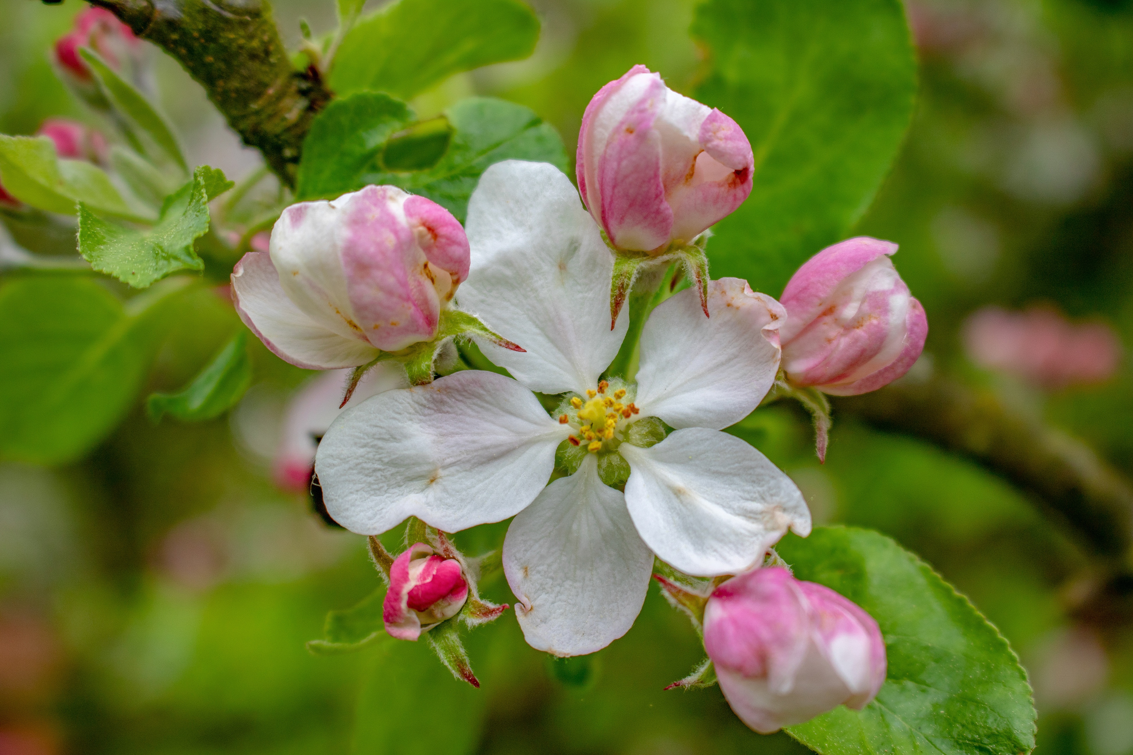 Бесплатное фото Белая яблоня