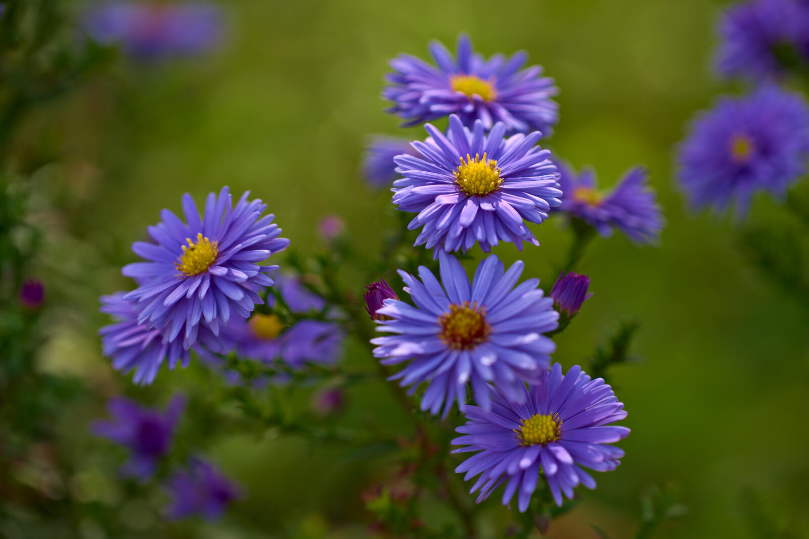 Free photo Blue asters on a summer`s day