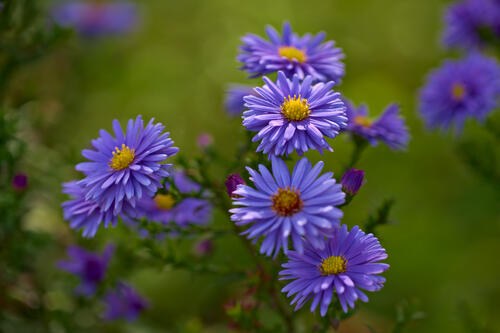 Blue asters on a summer`s day