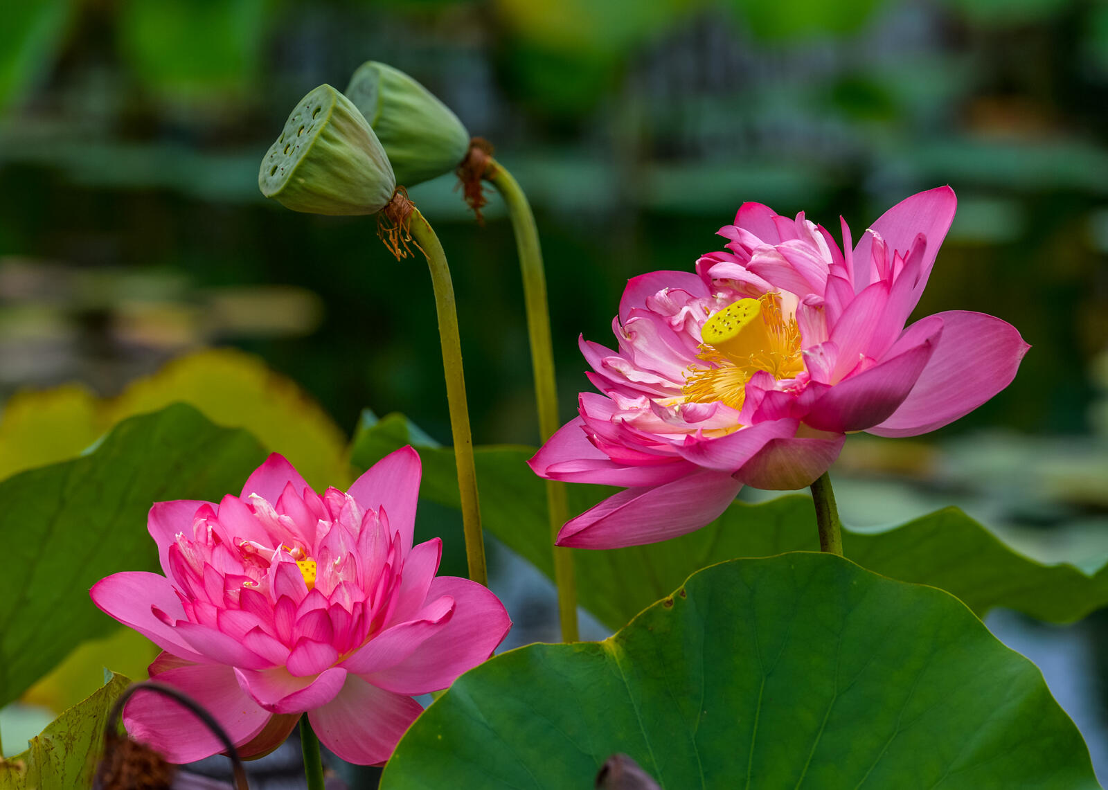 Wallpapers flowers Lotus Blossoms pond on the desktop