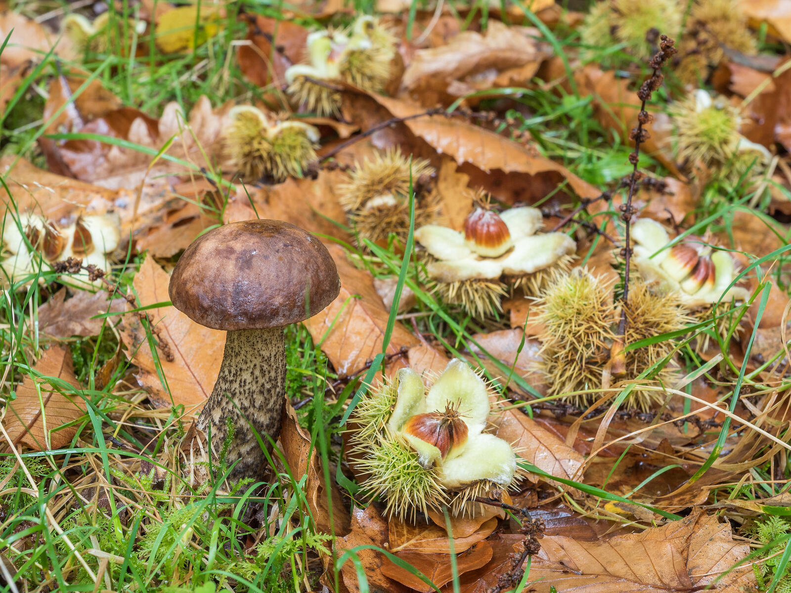 Обои осень осенняя листва гриб на рабочий стол