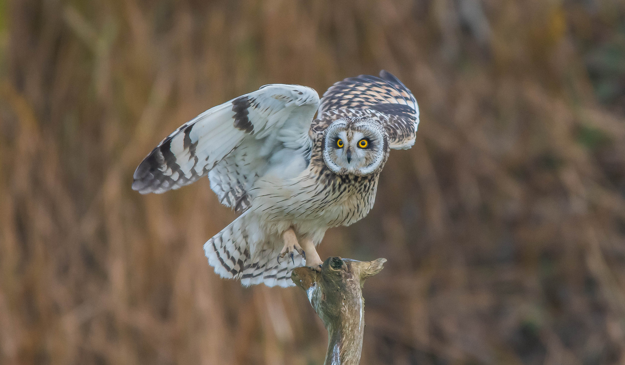 Фото бесплатно Short Eared Owl, сова, хищная ночная птица