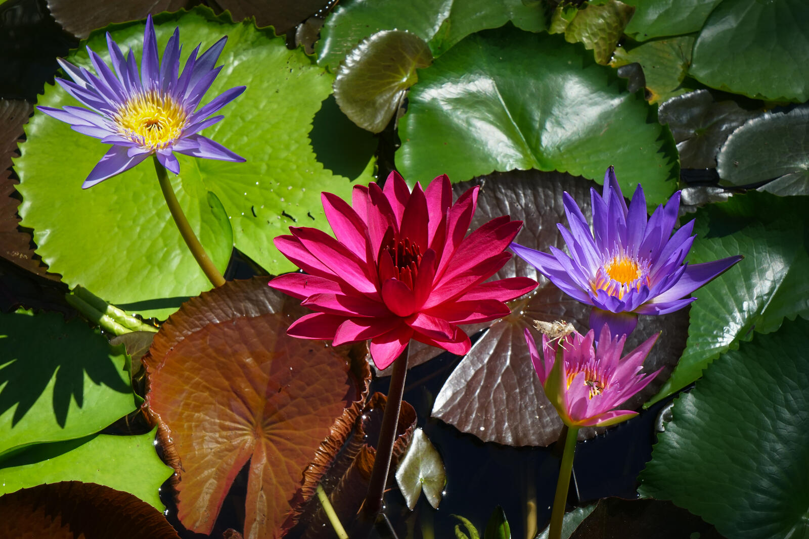 Free photo Multicolored lilies