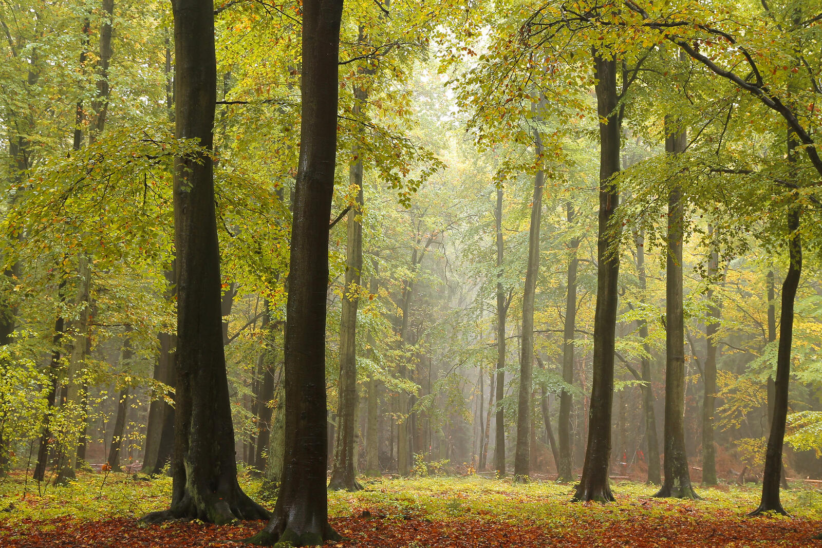 Wallpapers autumn fog in the forest summer on the desktop