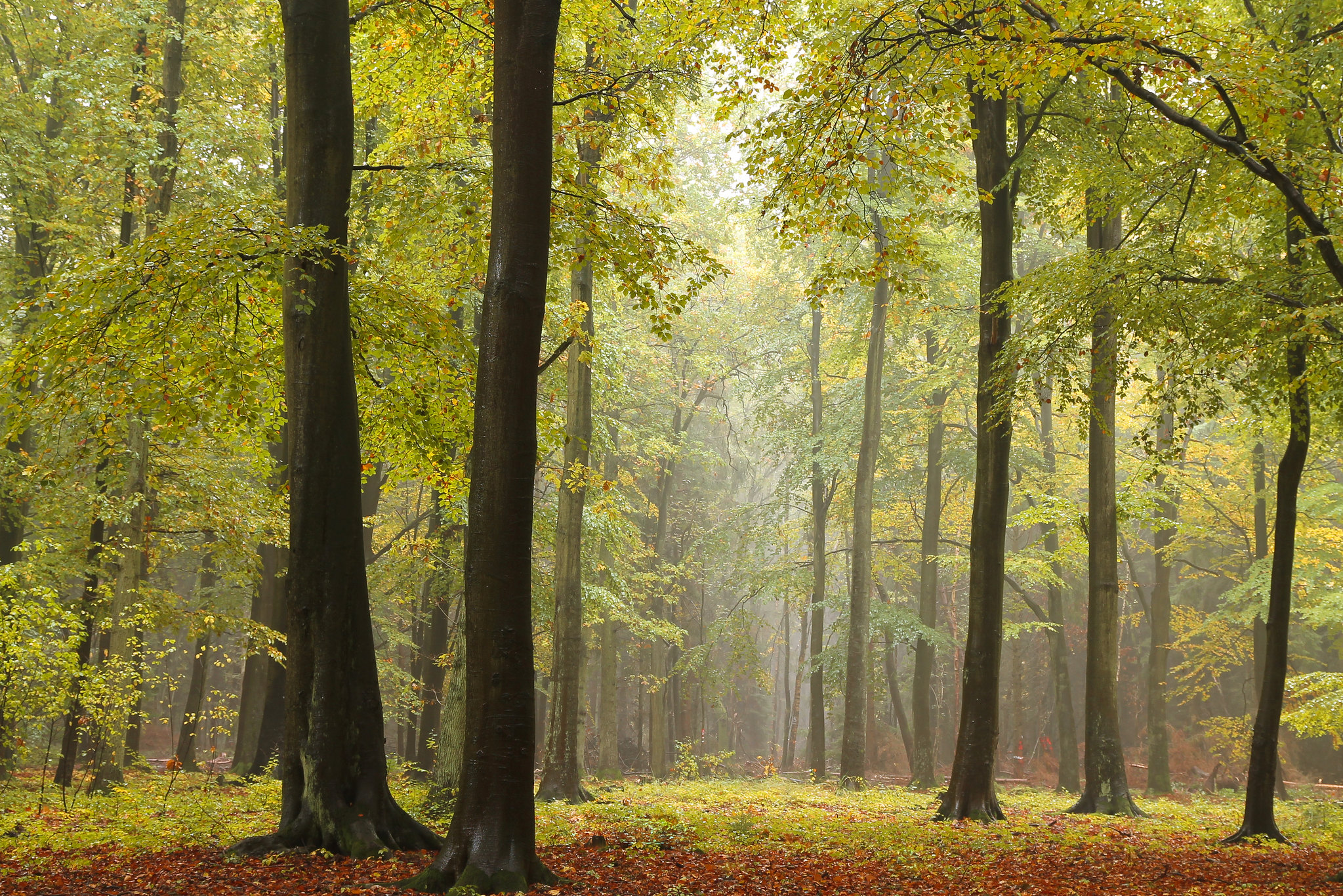 Фото бесплатно осень, туман в лесу, лето